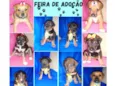 Filhotinhos