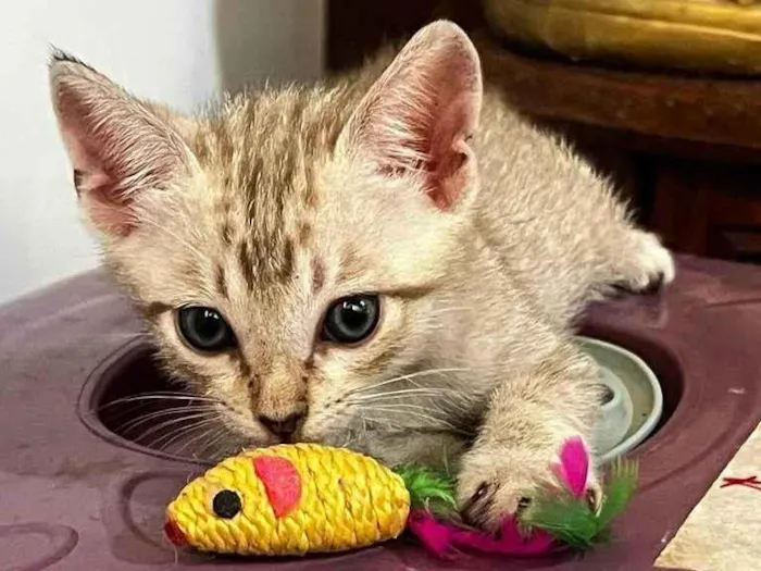 Gato ra a Silata idade 2 a 6 meses nome Madonna