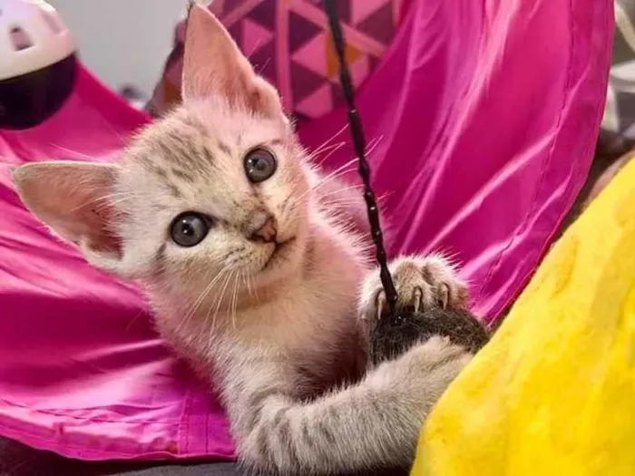 Gato ra a Silata idade 2 a 6 meses nome Madonna