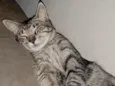 Loki