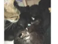 6 filhotinhos