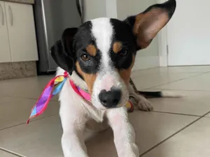 Cachorro raça SRD-ViraLata idade 7 a 11 meses nome Neneco Jericó