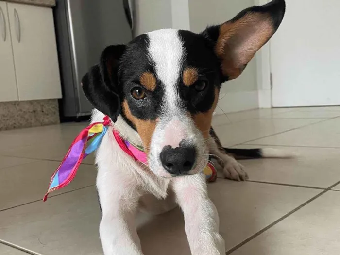Cachorro ra a SRD-ViraLata idade 7 a 11 meses nome Neneco Jericó