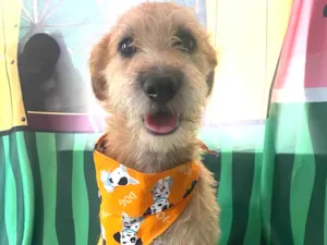 Cachorro raça SRD-ViraLata idade 1 ano nome Bob
