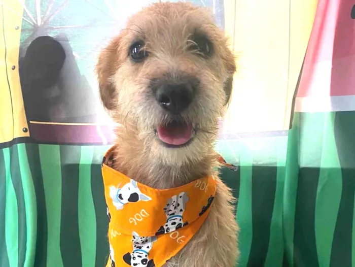 Cachorro ra a SRD-ViraLata idade 1 ano nome Bob