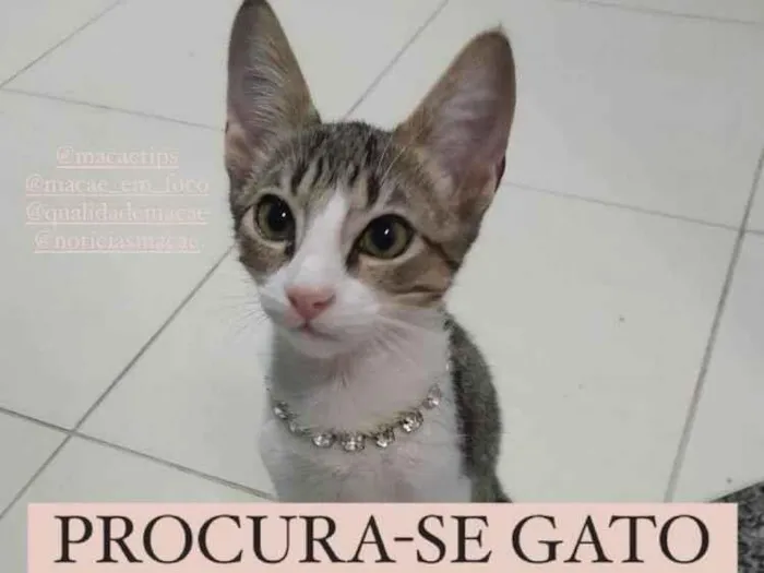 Gato ra a  idade  nome Doutor 