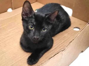 Gato raça SRD-ViraLata idade 2 a 6 meses nome Luna