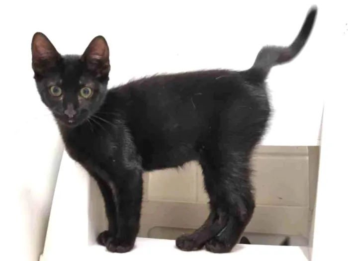 Gato ra a SRD-ViraLata idade 2 a 6 meses nome Luna