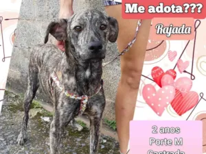 Cachorro raça SRD-ViraLata idade 2 anos nome Rajada