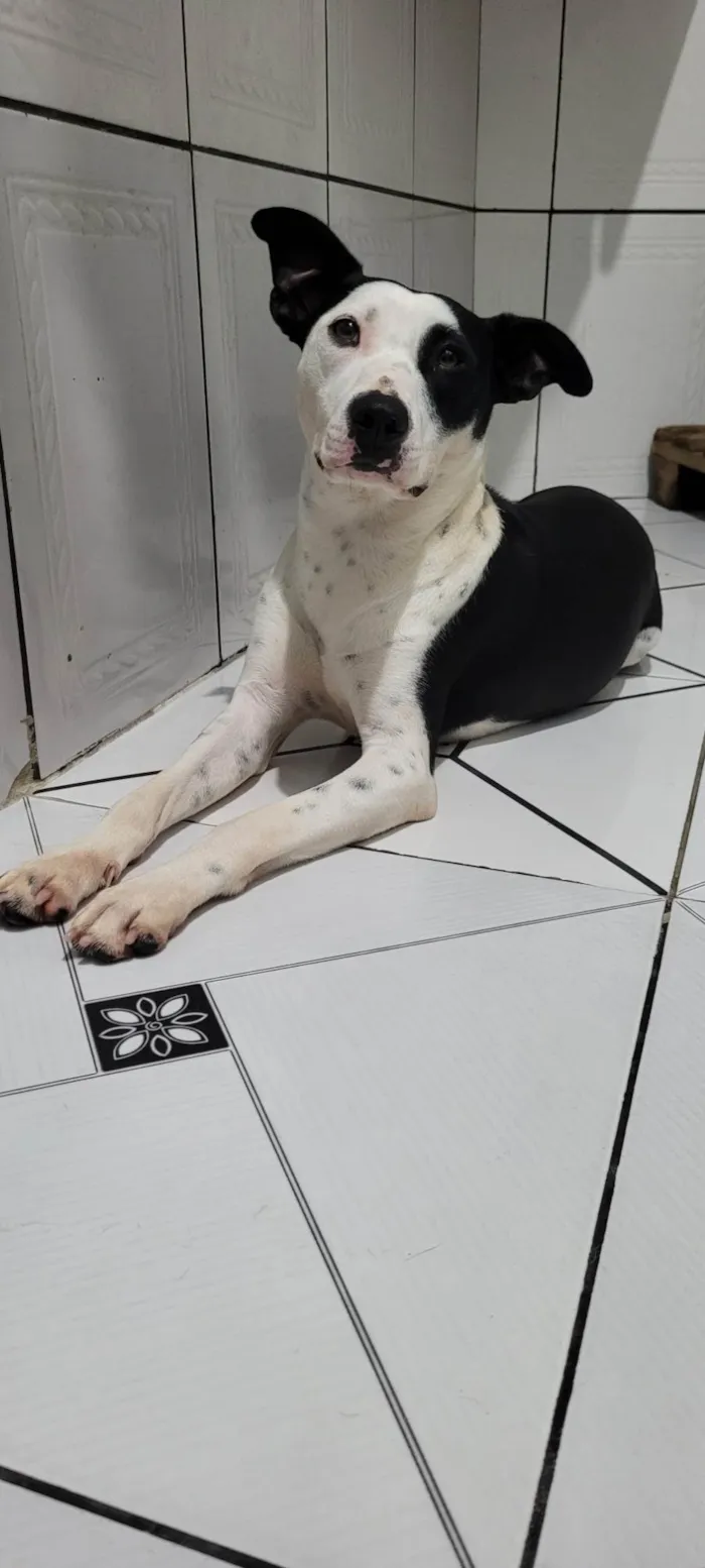 Cachorro ra a SRD-ViraLata idade 7 a 11 meses nome Zaya