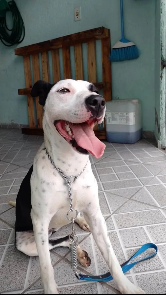 Cachorro ra a SRD-ViraLata idade 7 a 11 meses nome Zaya