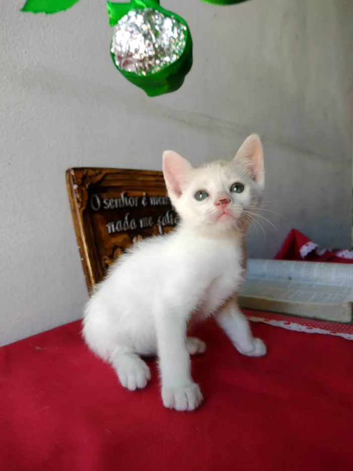 Gato ra a SRD-ViraLata idade Abaixo de 2 meses nome Gatinho macho