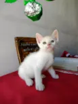 Gatinho macho