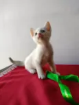 Gatinho macho
