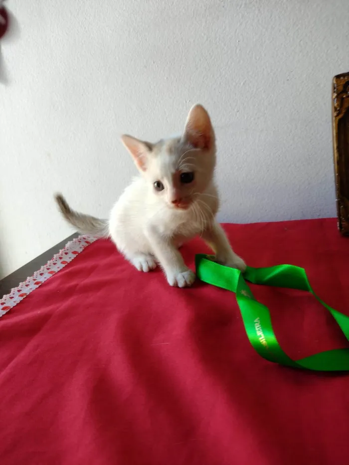 Gato ra a SRD-ViraLata idade Abaixo de 2 meses nome Gatinho macho