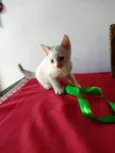 Gatinho macho