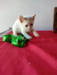Gatinho macho