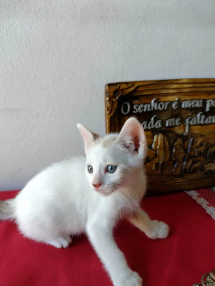 Gato ra a SRD-ViraLata idade Abaixo de 2 meses nome Gatinho macho
