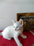 Gatinho macho