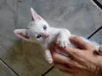 Gatinho macho