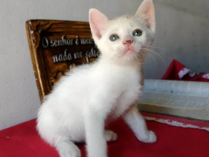 Gato ra a SRD-ViraLata idade Abaixo de 2 meses nome Gatinho macho