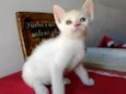 Gatinho macho