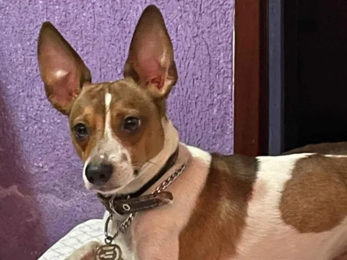 Cachorro ra a SRD-ViraLata idade 5 anos nome GRATIFICA - Tutu