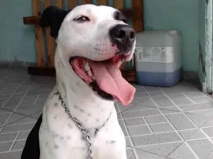 Cachorro raça SRD-ViraLata idade 7 a 11 meses nome Zaya