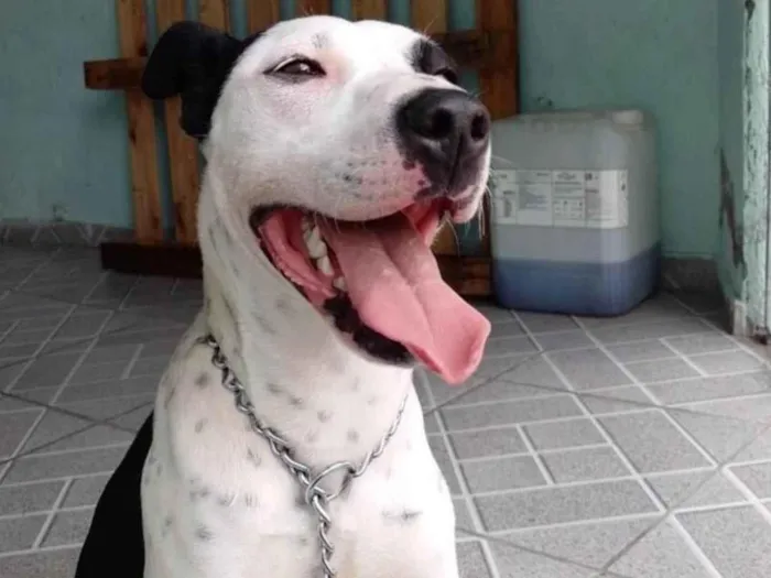 Cachorro ra a SRD-ViraLata idade 7 a 11 meses nome Zaya