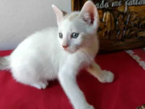 Gato raça SRD-ViraLata idade Abaixo de 2 meses nome Gatinho macho