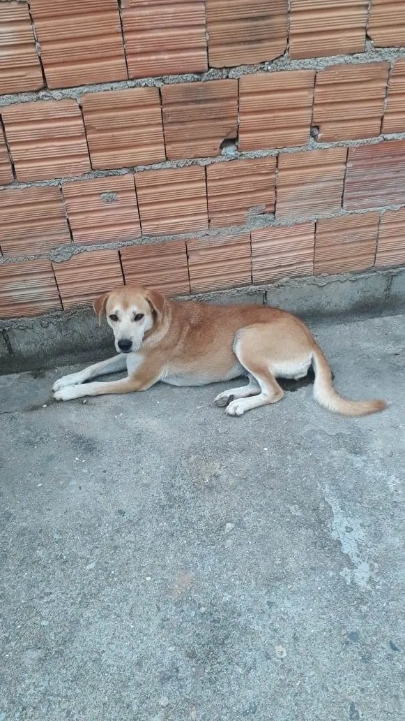 Cachorro ra a SRD-ViraLata idade 3 anos nome Perninha