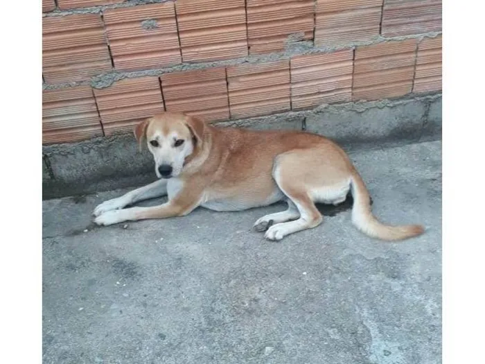 Cachorro ra a SRD-ViraLata idade 3 anos nome Perninha