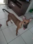 Caramelo
