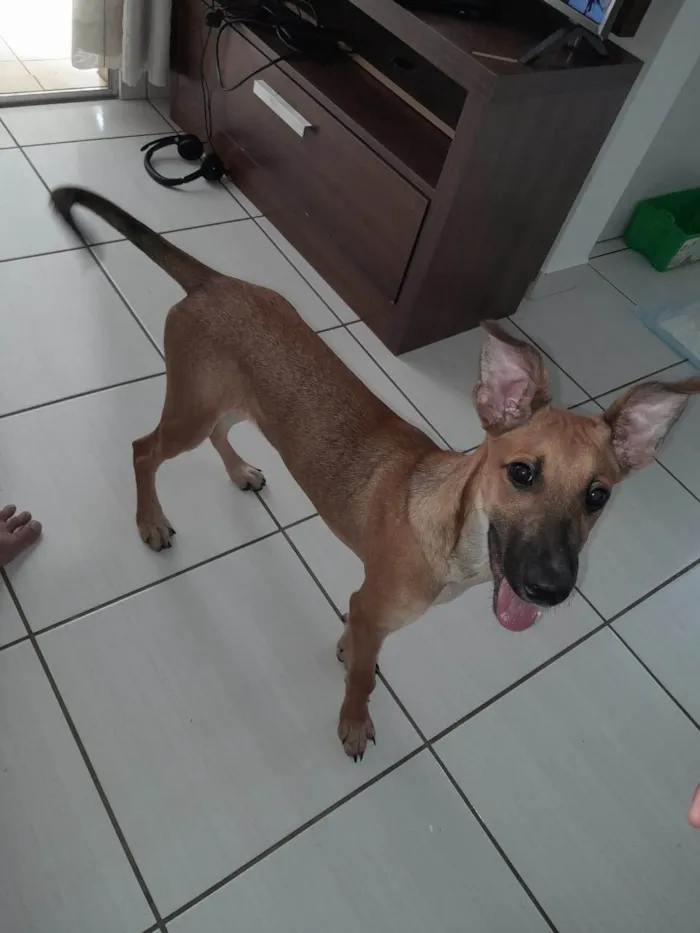 Cachorro raça SRD-ViraLata idade 2 a 6 meses nome Caramelo