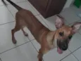 Caramelo