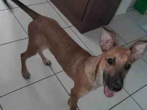 Cachorro raça SRD-ViraLata idade 2 a 6 meses nome Caramelo