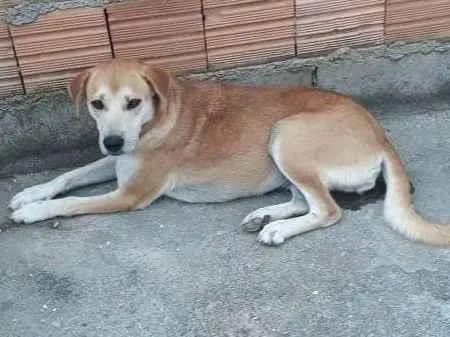 Cachorro ra a SRD-ViraLata idade 3 anos nome Perninha