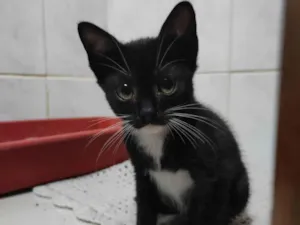 Gato raça SRD-ViraLata idade Abaixo de 2 meses nome Sem nome 
