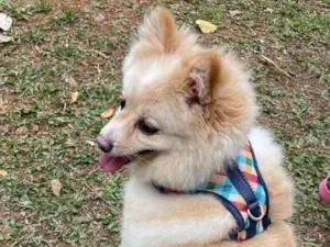 Cachorro raça Spitz Alemao idade 5 anos nome Bella