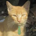 Tom