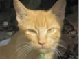 Tom