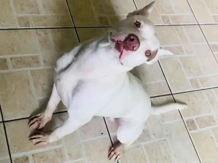 Cachorro ra a Pitbull  idade 7 a 11 meses nome Apolo