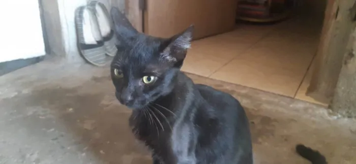 Gato ra a SRD-ViraLata idade 7 a 11 meses nome Milo