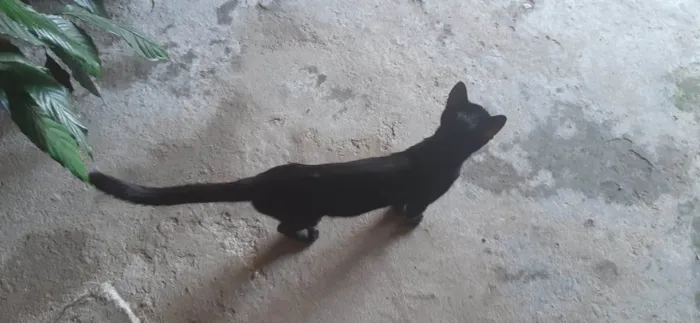 Gato ra a SRD-ViraLata idade 7 a 11 meses nome Milo
