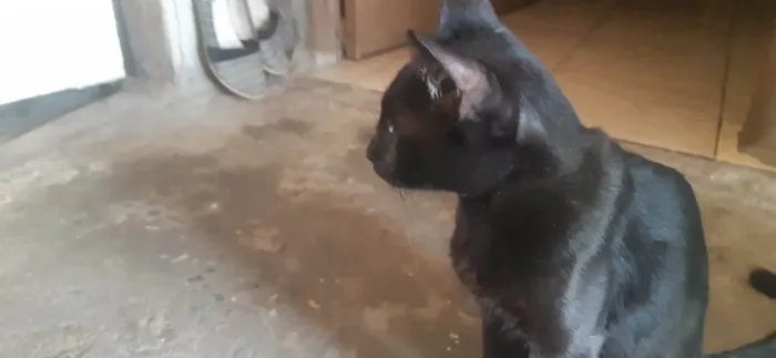 Gato ra a SRD-ViraLata idade 7 a 11 meses nome Milo