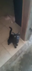 Milo