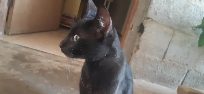 Gato ra a SRD-ViraLata idade 7 a 11 meses nome Milo