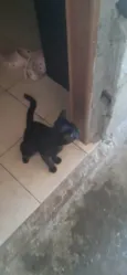 Milo