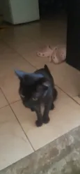 Milo