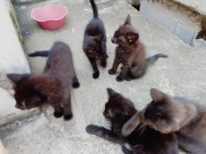 Gato raça SRD-ViraLata idade 2 a 6 meses nome Luna